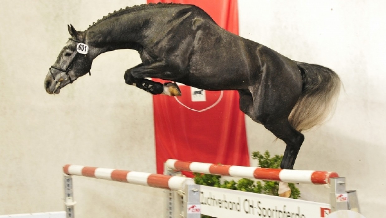 Succès pour notre elevage lors de l approbation des Etalons et du Swiss Breed Classic