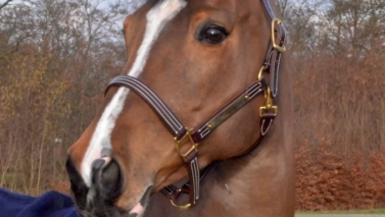 USTINA SITTE 5ème d'une épreuve 1,45m au CSI5* de GÖTEBORG