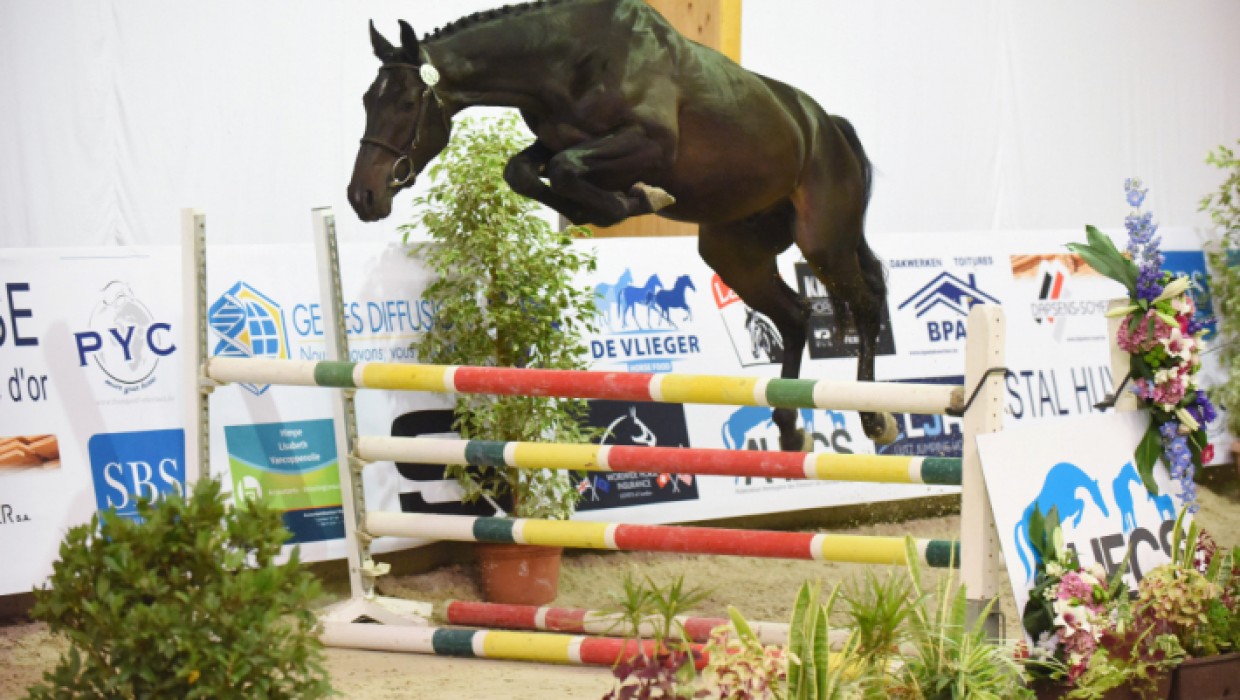 INDIGO SITTE remporte le BELGIAN FREE JUMP TOUR