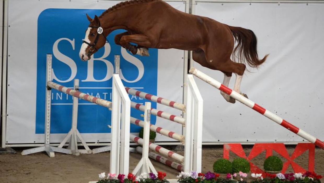 KAVANGO SITTE NEW STALLION 2019